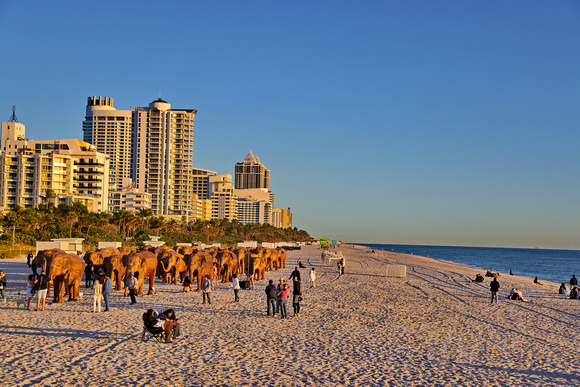 Elephants on the Beach 007