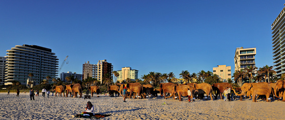 Elephants on the Beach 016