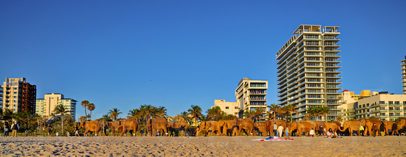 Elephants on the Beach 013