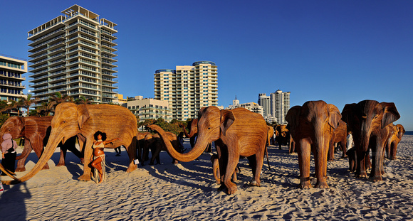 Elephants on the Beach 020