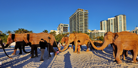 Elephants on the Beach 018