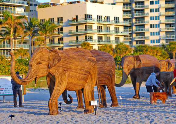 Elephants on the Beach 001