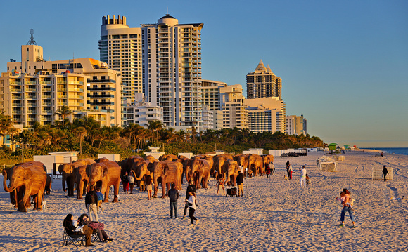 Elephants on the Beach 003