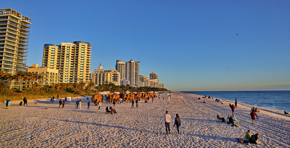 Elephants on the Beach 005