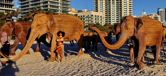 Elephants on the Beach 021