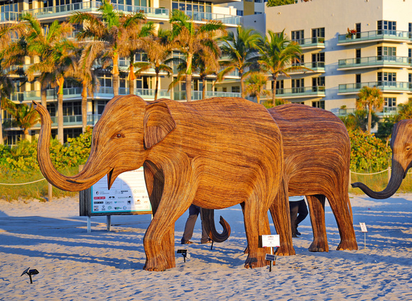 Elephants on the Beach 002