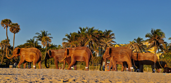 Elephants on the Beach 009