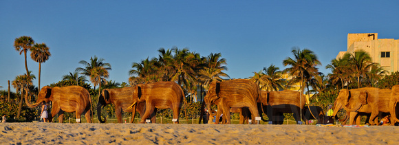 Elephants on the Beach 010
