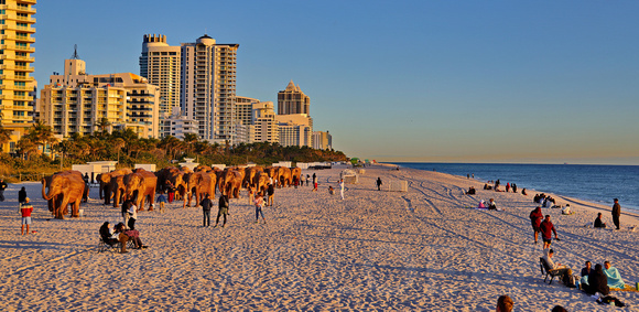 Elephants on the Beach 004