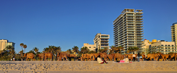 Elephants on the Beach 008