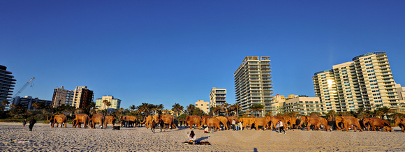 Elephants on the Beach 014