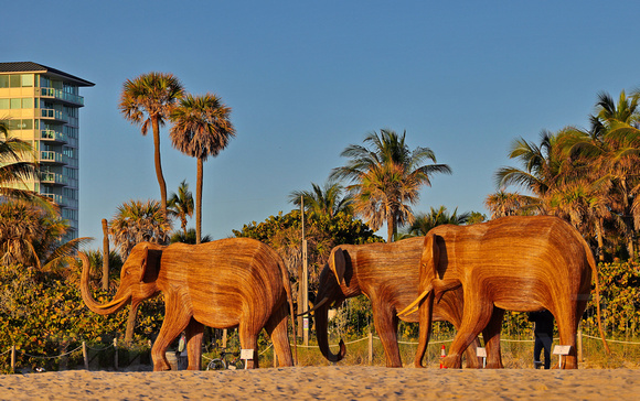 Elephants on the Beach 012